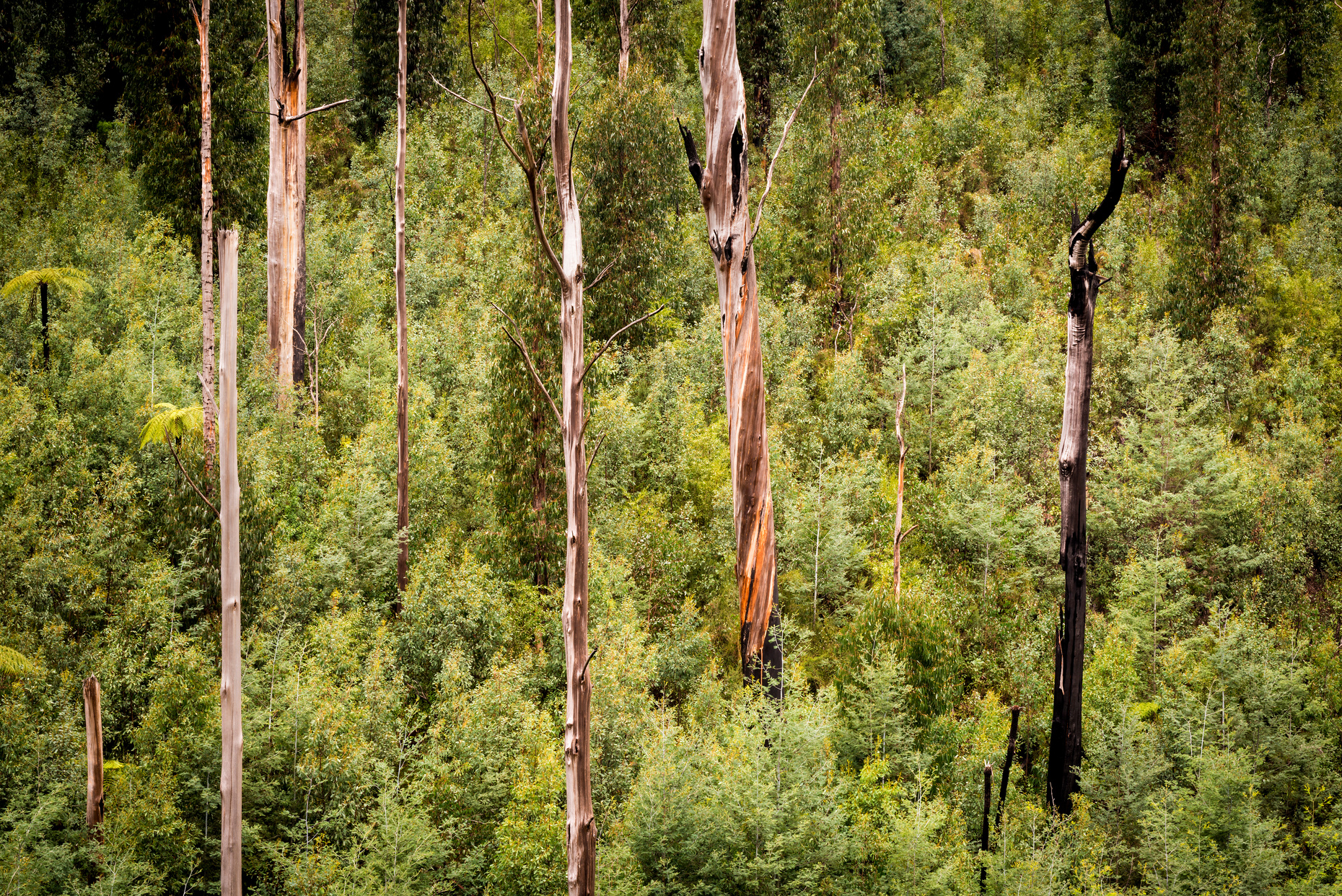 Australian Forest