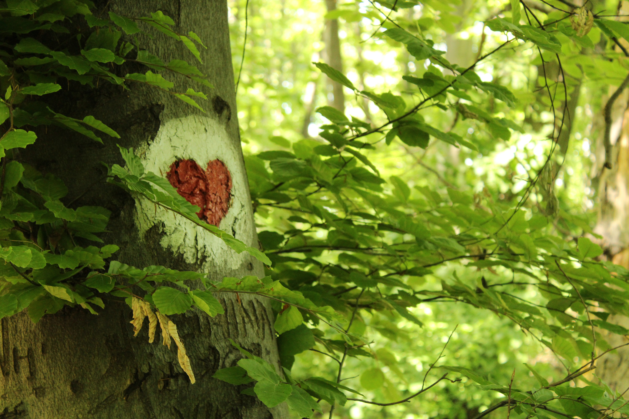 Heart sign on tree in forest.