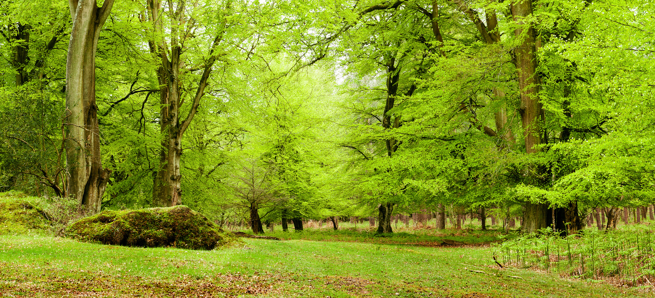 New Forest