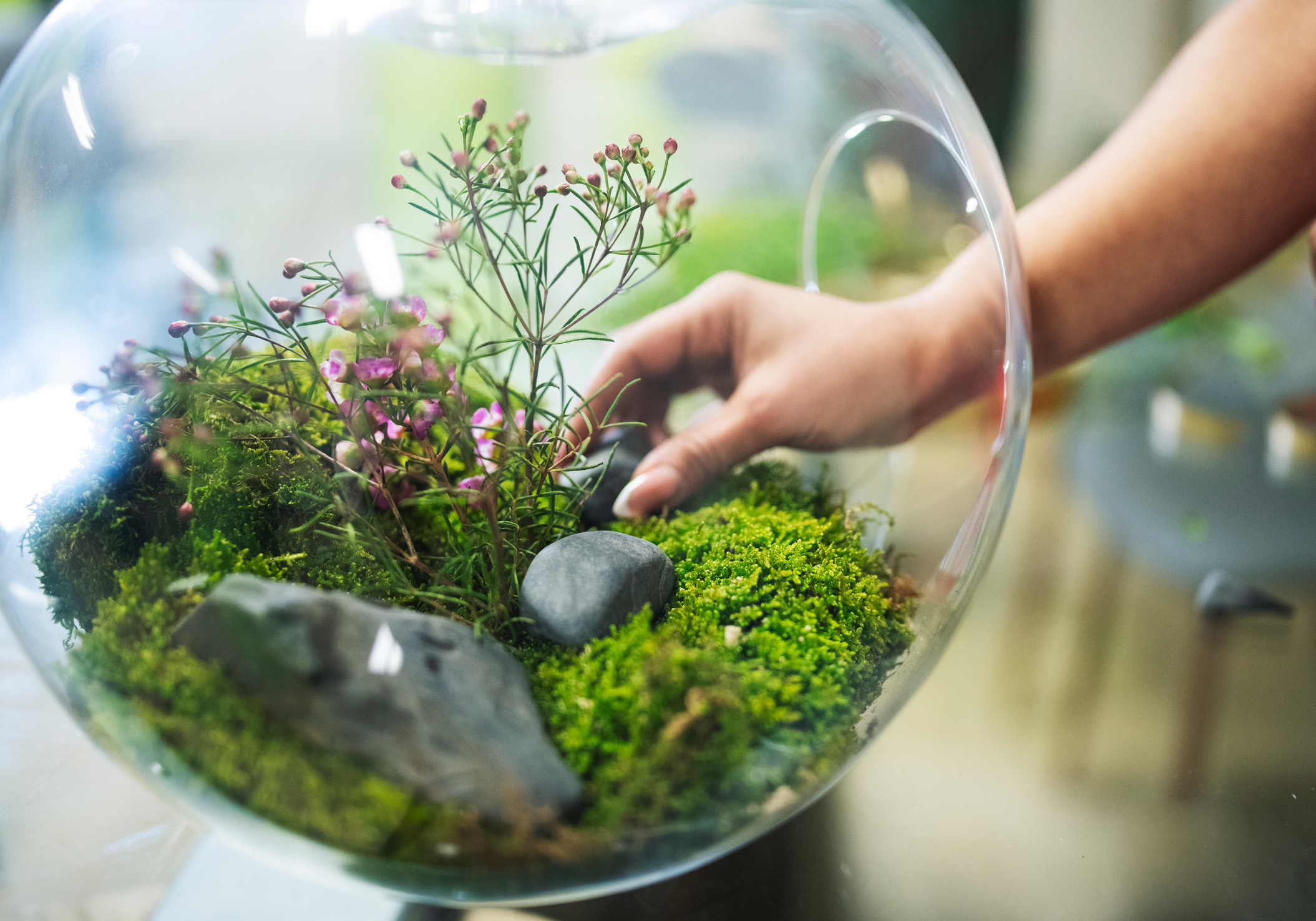 Miniature Ecosystem in Glass